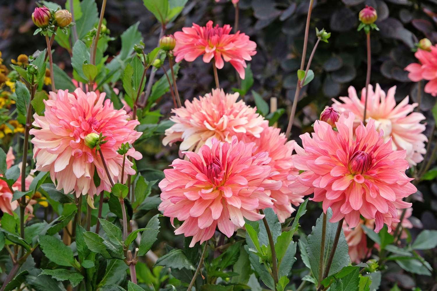 Dahlie ‘Dutch Delight’